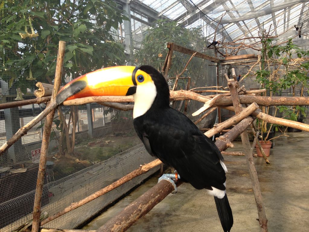 神戸花鳥園に行ってきた 六甲山ラン生活 神戸花鳥園に行ってきた 六甲山ラン生活