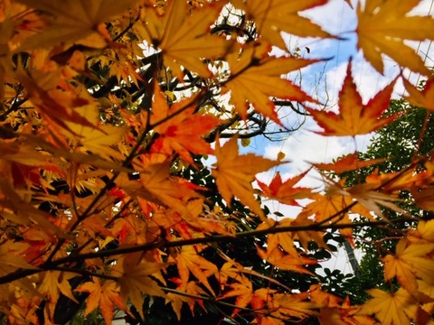 momiji 20191218