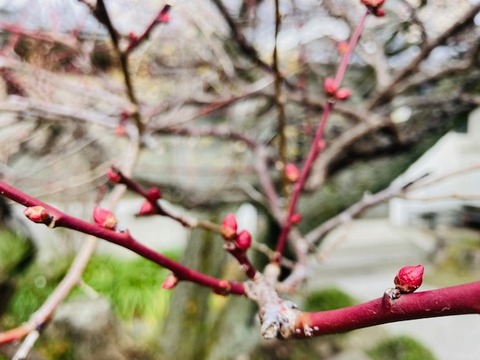 IMG_0156