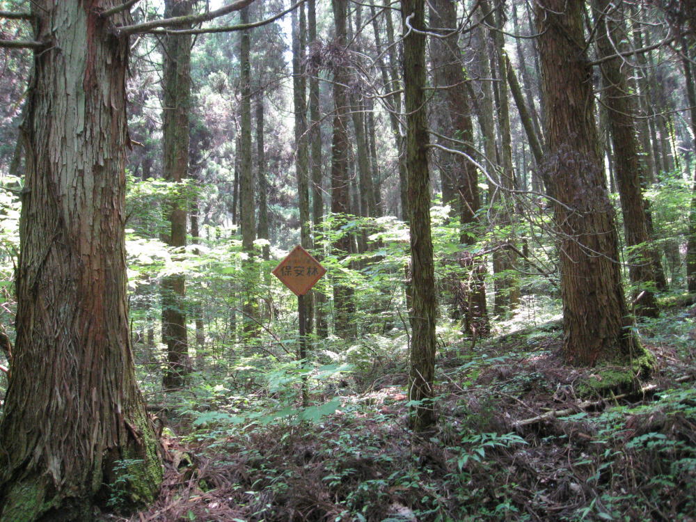 植えない森で日本を取り戻す　日本一野鳥を助けた男のブログ                rokuten1