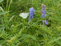 ヒメシロチョウとクサフジ