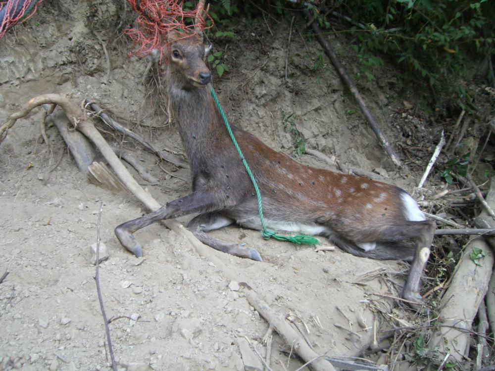 シカにお詫び 球磨村シカトラスト地 日本政府の森林偽装