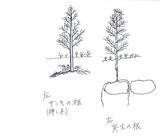 �ޤ��ڤȼ����κ�