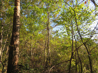 黄葉 植えない森11月