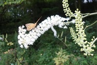 �ҥ祦�����祦�ȥ��饷�ʥ��祦��