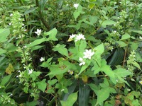 ミゾソバ白とイヌトウバナ