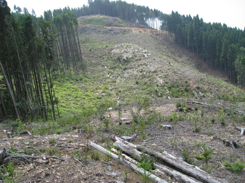 植林活動は環境破壊 森林 森林整備 森林保全 森林環境税 森づくり 森林バンクは国民のためにならない