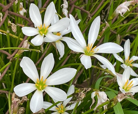 EDE05976-D5A4-426E-A63B-D1B073E54005