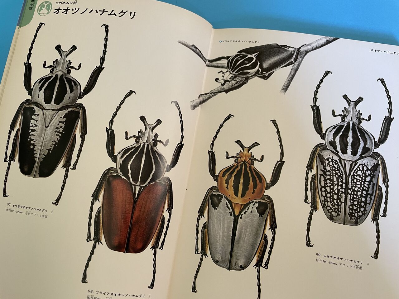 いきもの大図鑑かぶとむし 03 ゴライアスオオツノハナムグリ 04