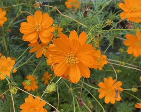 4C58E2A5-3E02-47A5-9D4D-2166799FAF39