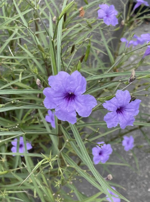 12591974-3B0E-4A44-9833-B8F16A2258F4