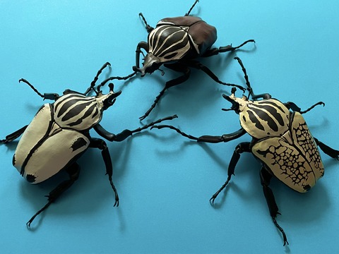 5CEF428B-4F15-418D-97C4-0EACF07565D1