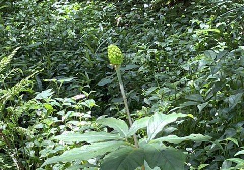 FE3E991D-3DE7-47F3-9B21-B7D55075CAD2