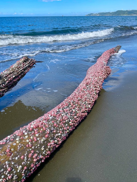 09B31675-B774-458C-B06A-9EB17E83C340