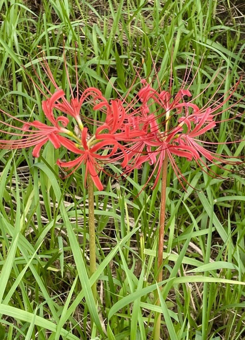 A4902F37-32B5-428C-8500-A650D247DAAE