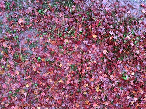 Fotor_157546172662426