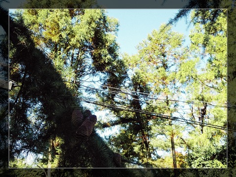 Fotor_160273902039775