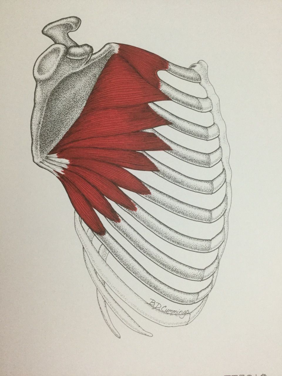 前鋸筋 と 菱形筋 は1つの筋肉 ロルフィング のたちばな 目的地があれば 必ず たどり着く