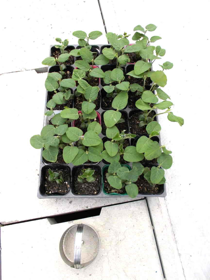 58 枝豆をポットで栽培してみた 京極の酔生夢死日