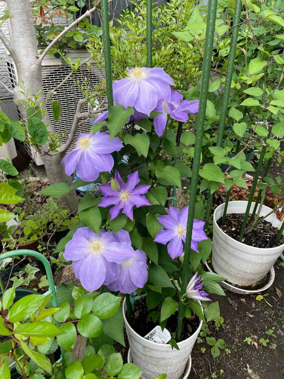 クレマチス パテンス系 うずしお という名前なんです ロッキーママの薔薇バラハウス