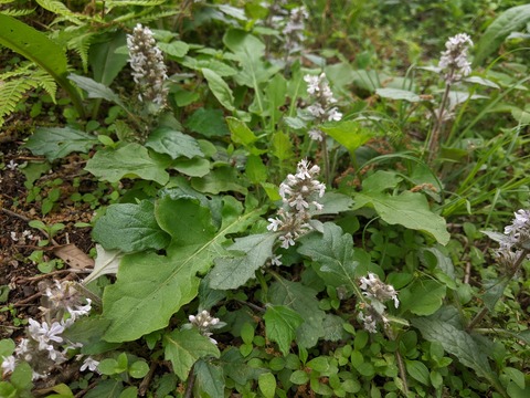 PXL_20220512_053642843
