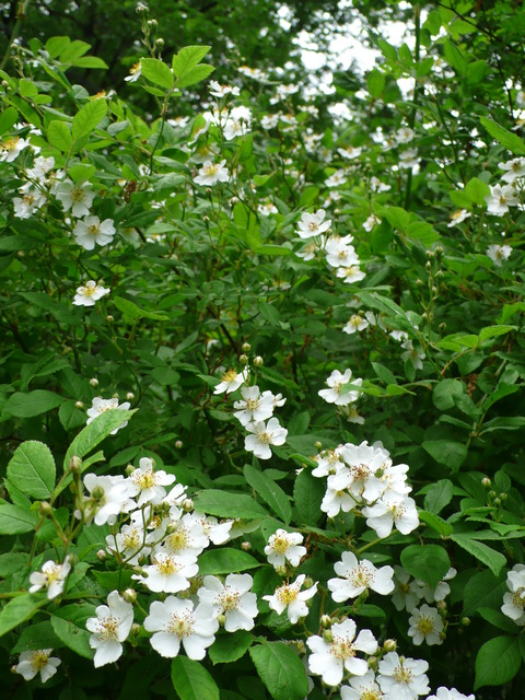 P1170145
