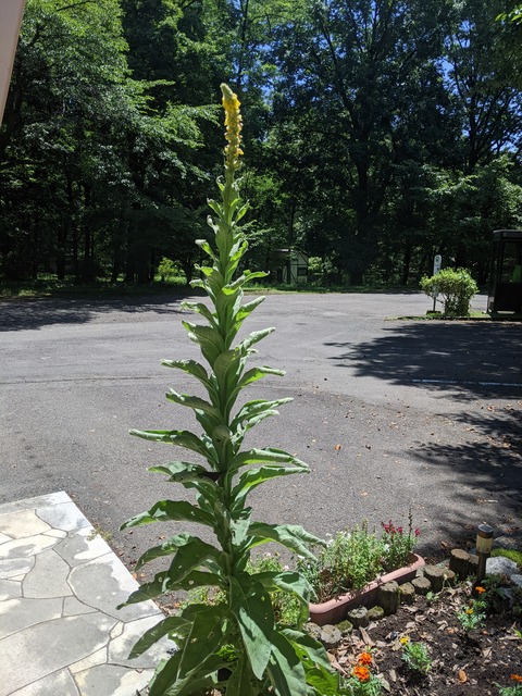 PXL_20220701_023132901