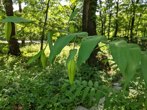 PXL_20220701_050016685