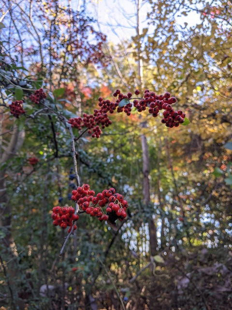 PXL_20211111_044608739