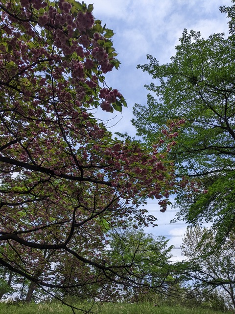 PXL_20220428_051628237