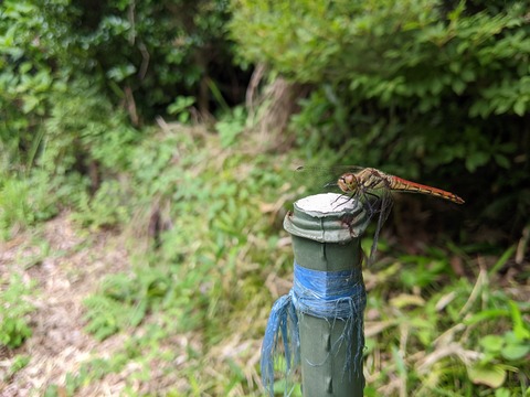 PXL_20220825_023751760