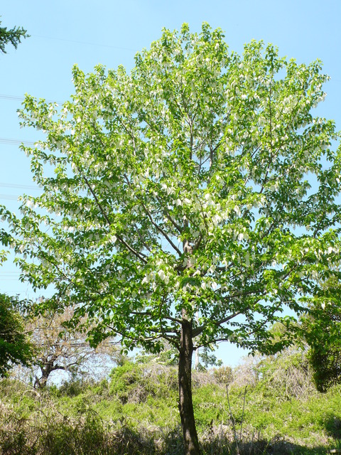 P1180156