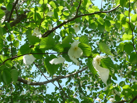 P1180161