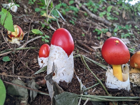 PXL_20220728_060121947