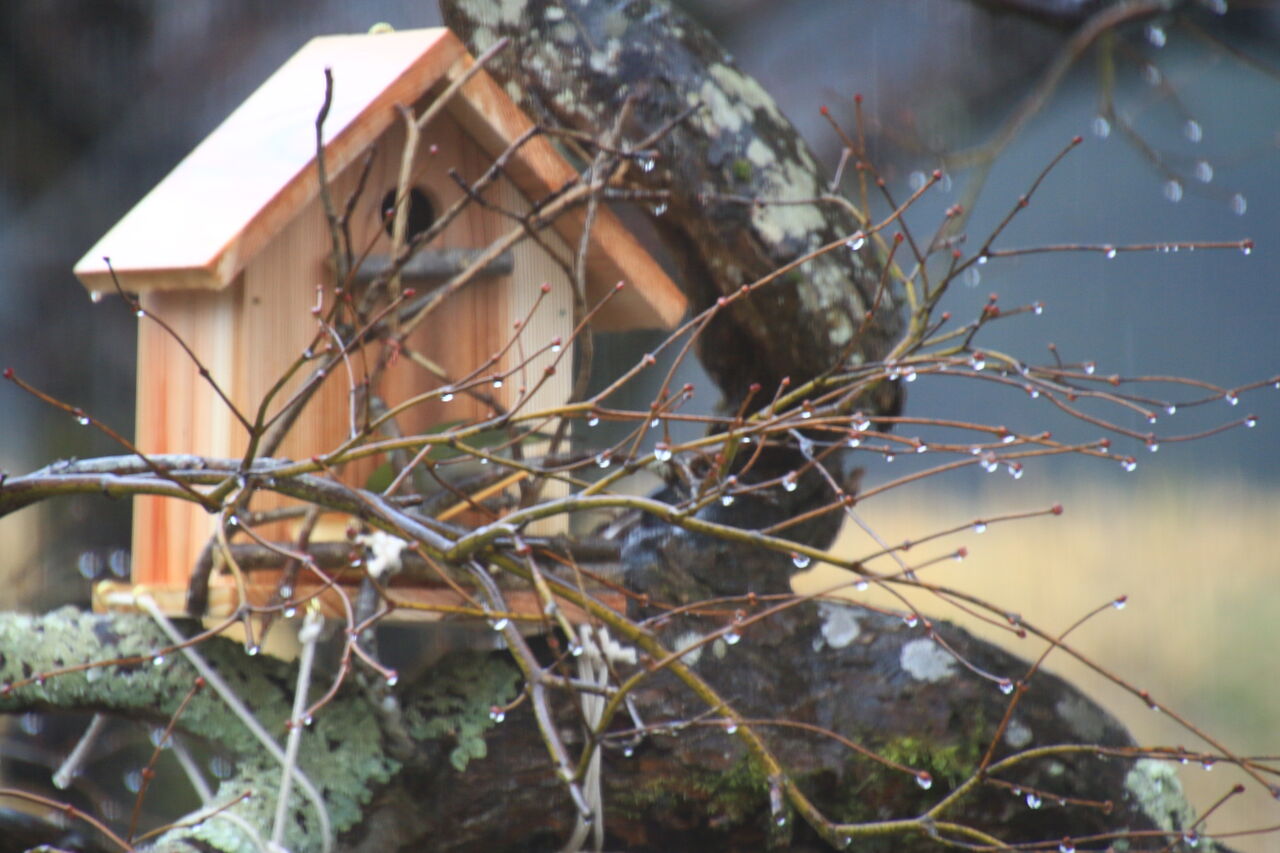 めじろ用巣箱 お気楽トンボ