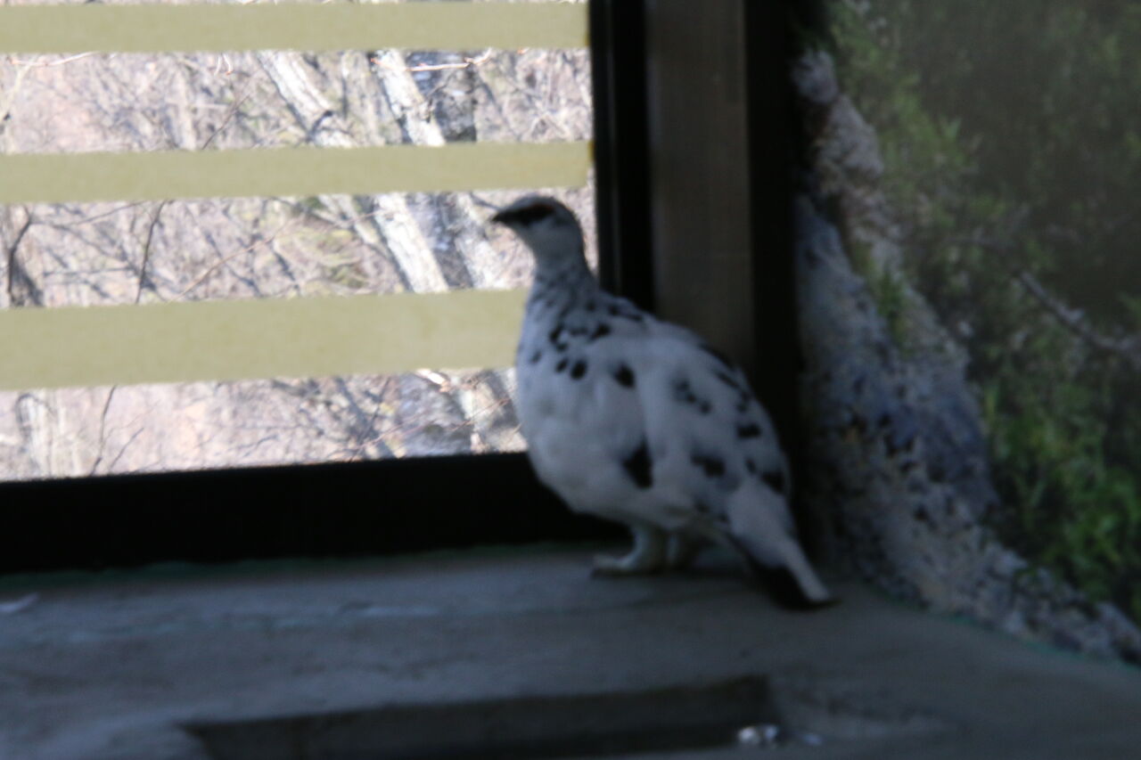 雷鳥 お気楽トンボ