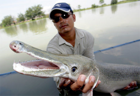 alligator-gar-openmouth-ga