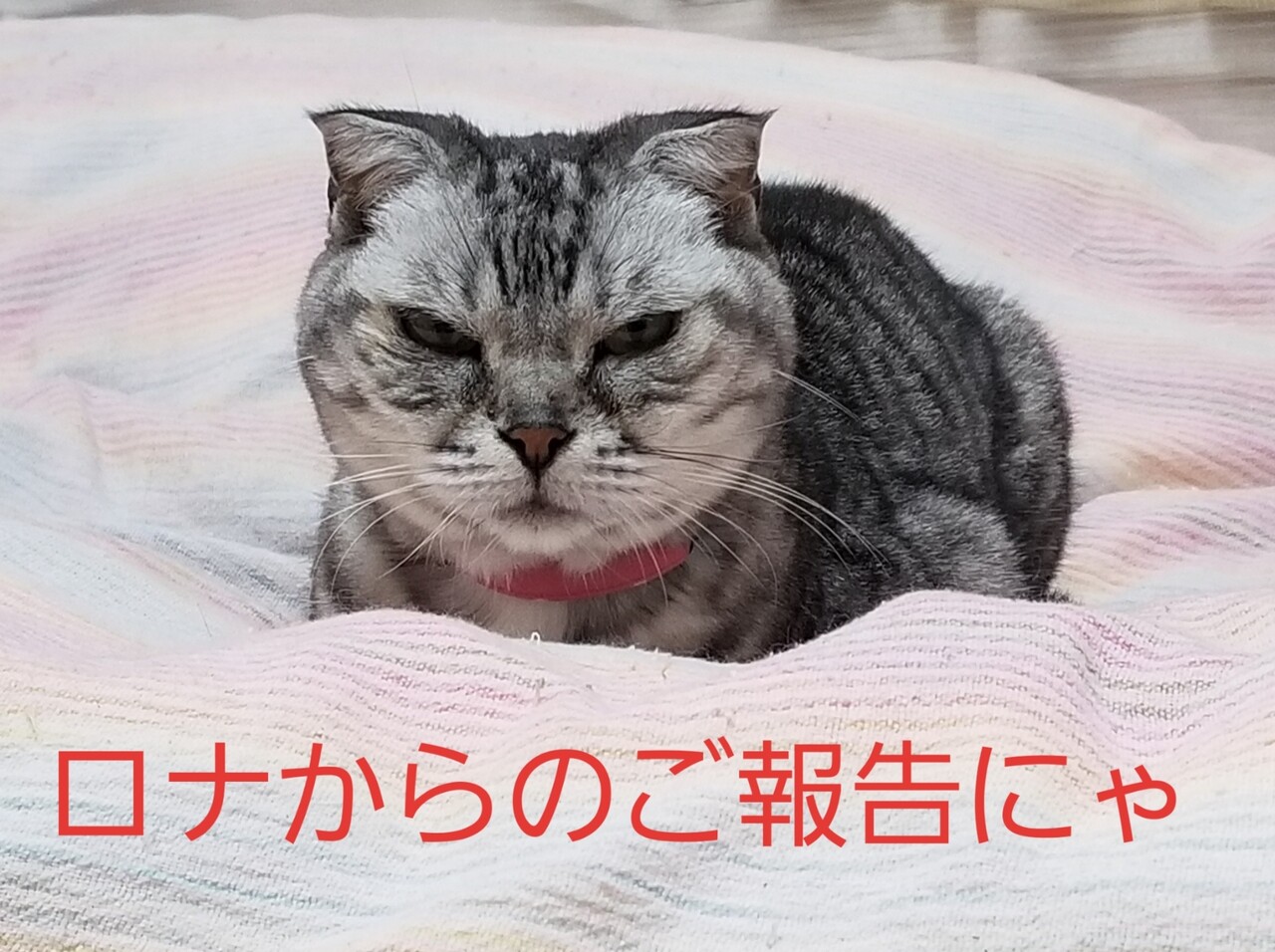 ロナからのご報告にゃ ねこちるオーニャーブログ 千葉県飲食店感染防止基本対策確認店 ロナからのご報告にゃ ねこちるオーニャーブログ 千葉県飲食店感染防止基本対策確認店