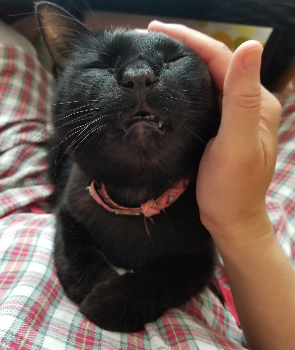 甘え上手な男子🐱 : ねこちる オーニャーブログ
