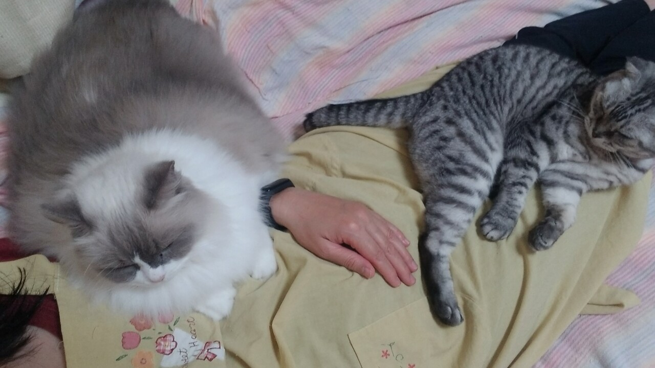 秋がくれすぎる切符 ねこちる オーニャーブログ