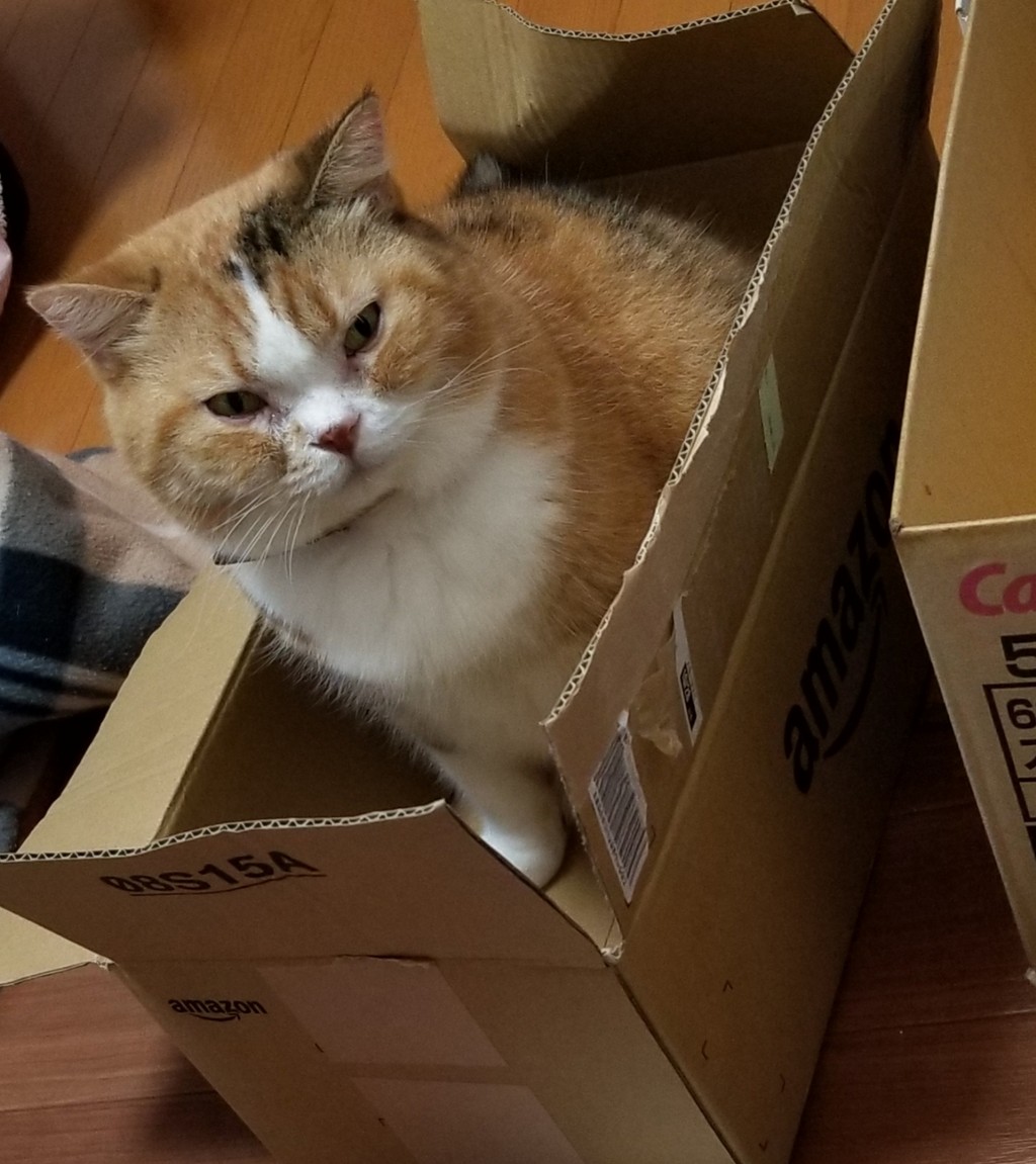突然のプレゼント ねこちる オーニャーブログ 突然のプレゼント ねこちる オーニャーブログ