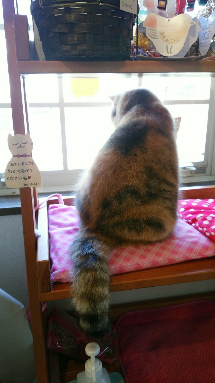 黄昏れらむ ねこちる オーニャーブログ