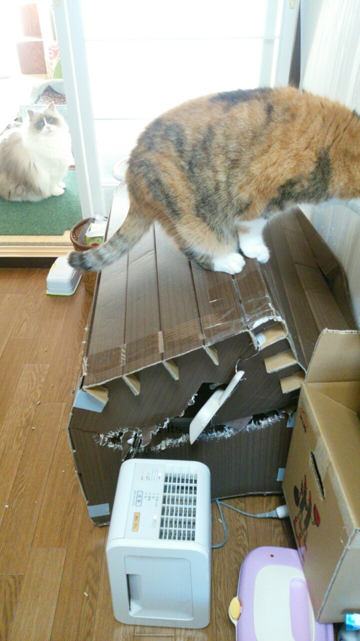 Newトイレカバー ねこちる オーニャーブログ Newトイレカバー ねこちる オーニャーブログ