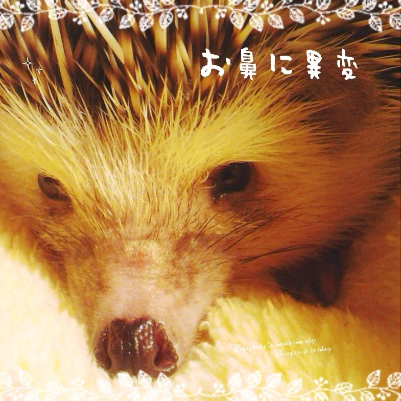 鼻に異変 くっちゃ寝ハリネズミ ロンド