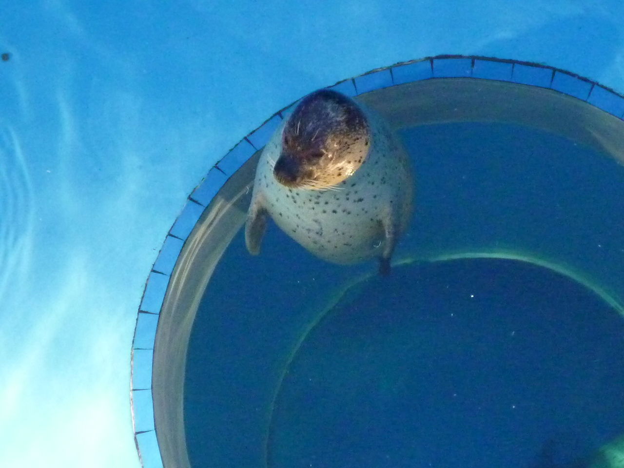 八景島シーパラダイス アザラシ 休憩中 アロマライフ