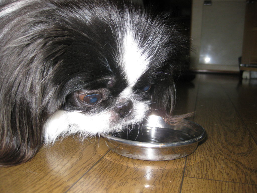 ちろとままで水素水 ちろるチョコ蔵ファイト 一発