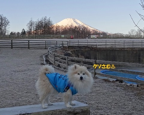 ①遠いけどお隣りです静岡県 ﾍﾟｲﾝﾄ