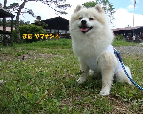 ①初夏キャンで仕切り直しですから ﾍﾟｲﾝﾄ