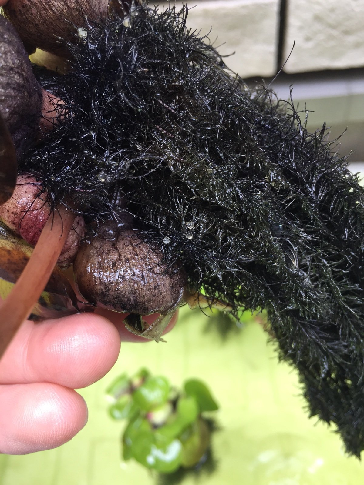 メダカ飼育 卵の確認 のんびりルアーフィッシング 心の休息