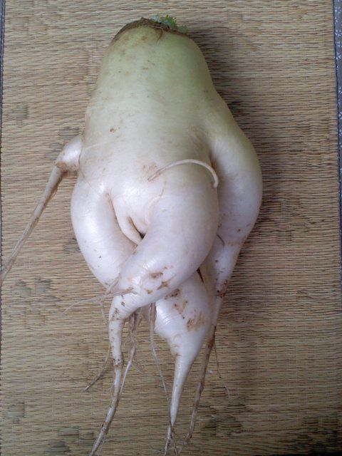 daikon2